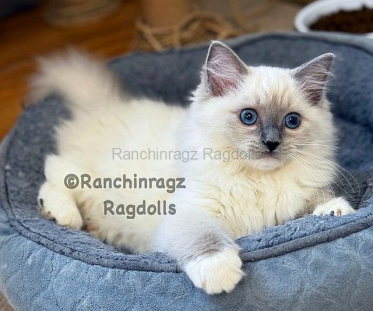 Ranchinragz LUMI