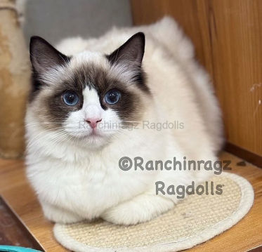 Ranchinragz LIYA