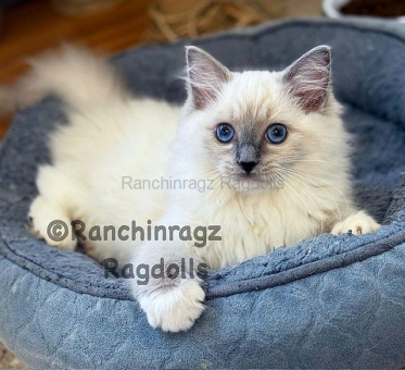Ranchinragz LUMI