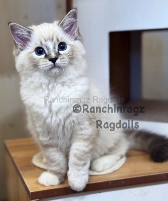 Ranchinragz Vienna