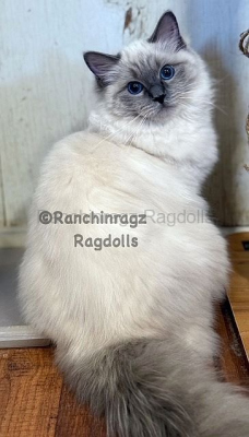 Ranchinragz Dory