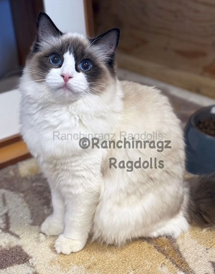 Ranchinragz Liya