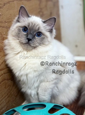 Ranchinragz Dory