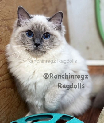 Ranchinragz Dory