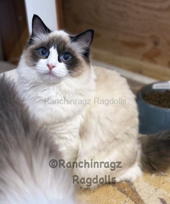 Ranchinragz Liya