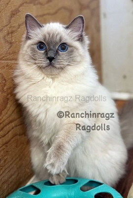 Ranchinragz Dory