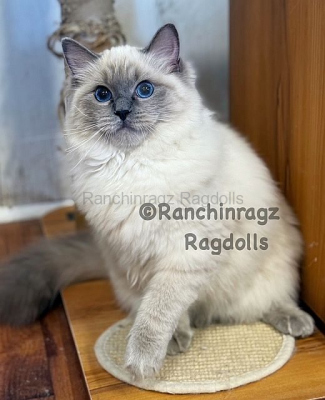 Ranchinragz Dory