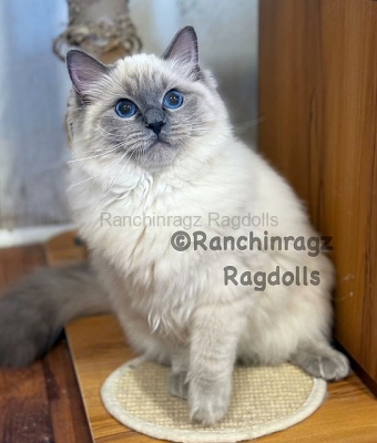 Ranchinragz Dory