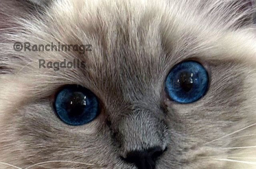 Ranchinragz Dory