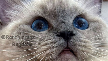 Ranchinragz Dory