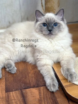 Ranchinragz Dory