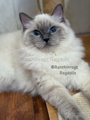 Ranchinragz Dory