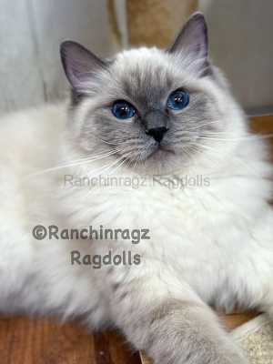 Ranchinragz Dory
