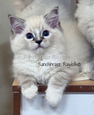 Ranchinragz Vienna