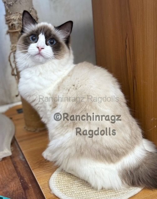 Ranchinragz LIYA