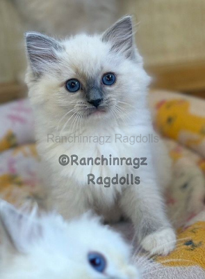 Ranchinragz LUMI