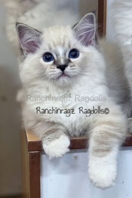 Ranchinragz Vienna