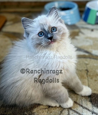NYDivinedolls MARGO of Ranchinragz