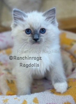 Ranchinrag LUMI