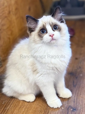 Ranchinragz Liya