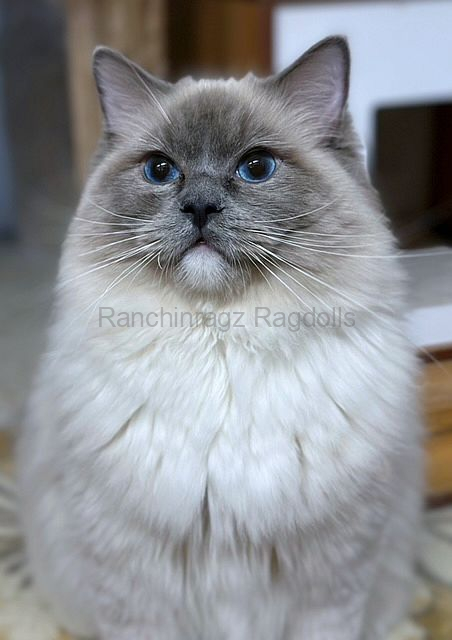 IMG_3733-Copy IMG_3733-Copy