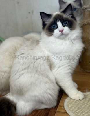 Ranchinragz Liya Ranchinragz Liya