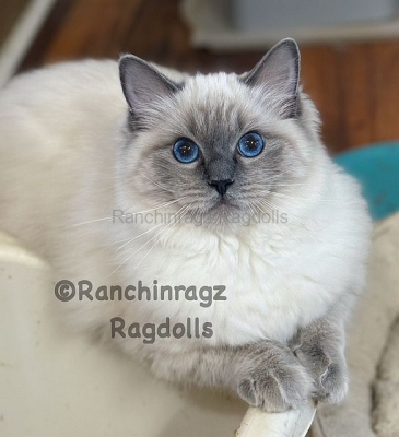 Ranchinragz Londynn Ranchinragz Londynn
