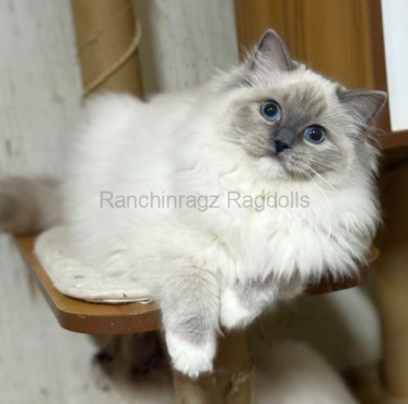 Ranchinragz Lumi Ranchinragz Lumi