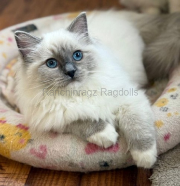 Ranchinragz Lumi Ranchinragz Lumi