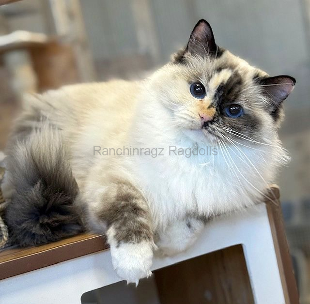 Ranchinragz Ragdolls | Our Ragdoll Kings and Queens Ragdoll Breeder ...