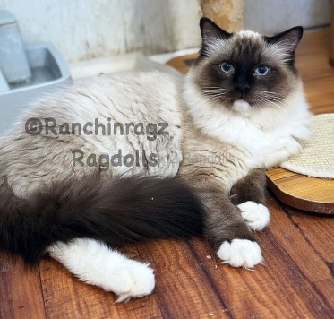 Ranchinragz Ugo