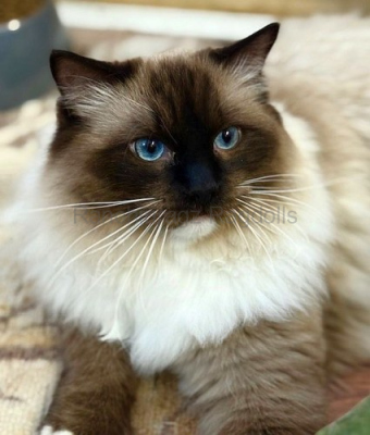 Ranchinragz Ugo - 8 months old Ranchinragz Ugo - 8 months old