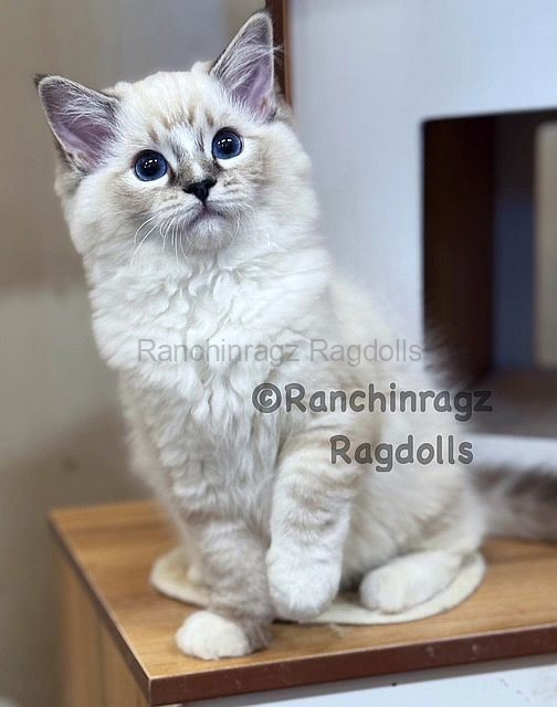 Ranchinragz Ragdolls | Our Traditional Ragdoll Kings and Queens Ragdoll ...