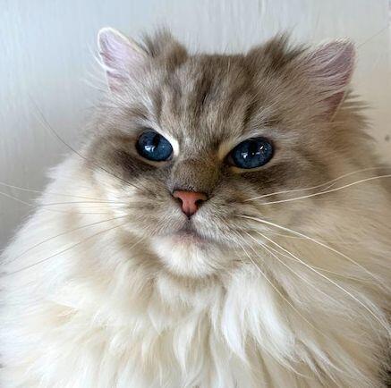 Retired & Young Adults Available | Ranchinragz Ragdolls