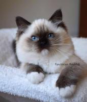 IMG1347 | Ranchinragz Ragdolls