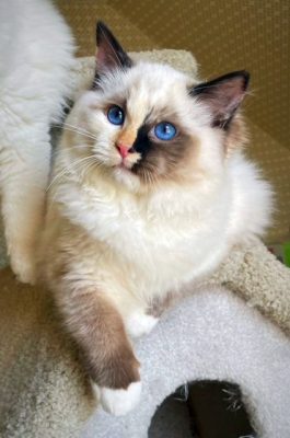 SEAL MITTED TORTIE