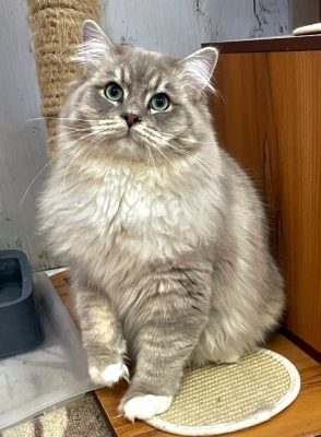 BLUE MITTED SEPIA TABBY