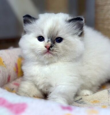 Seal Mitted Tortie Ragdoll