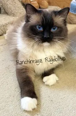 Seal Mitted rag doll male