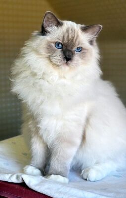 blue mitted ragdoll cat