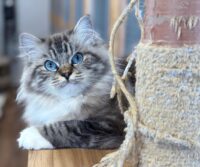 marley | Ranchinragz Ragdolls Seal mitted mink tabby lynx ragdoll