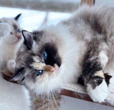 Seal Mitted Tortie Ragdoll