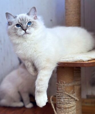 blue Mitted Lynx Girl