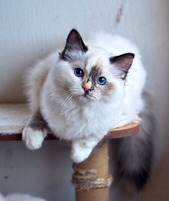 seal mitted tortie ragdoll