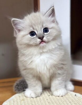 Blue mitted mink Tabby