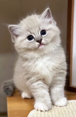 Blue mitted mink Tabby