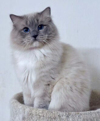 BLUE MITTED MINK RAGDOLL