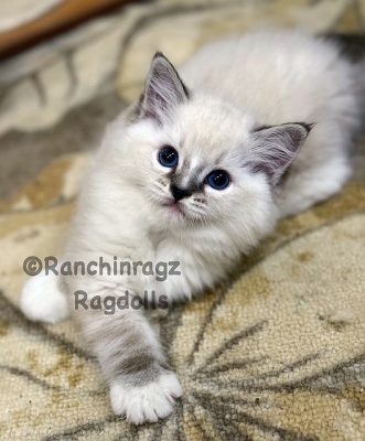 seal mitted lynx ragdoll