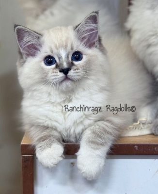 seal mitted torbie lynx ragdoll