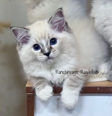 seal mitted torbie lynx ragdoll